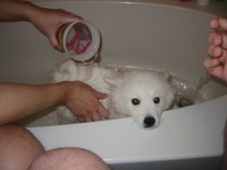 re: Miss Holly Gets a Bath