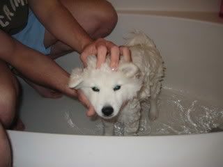 re: Miss Holly Gets a Bath