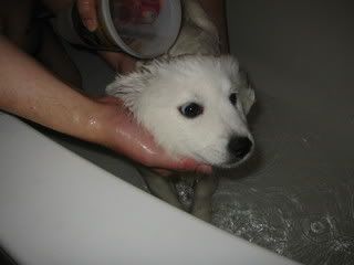 re: Miss Holly Gets a Bath
