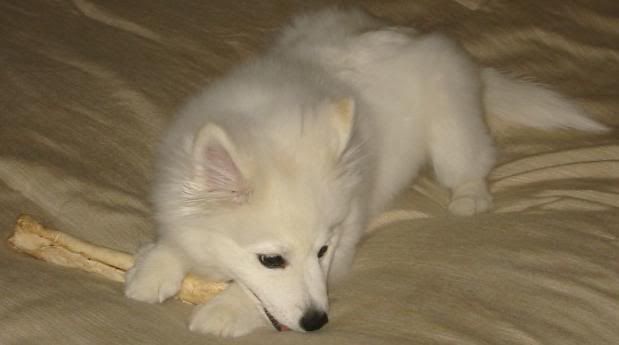 re: the official puppy bowl IV thread