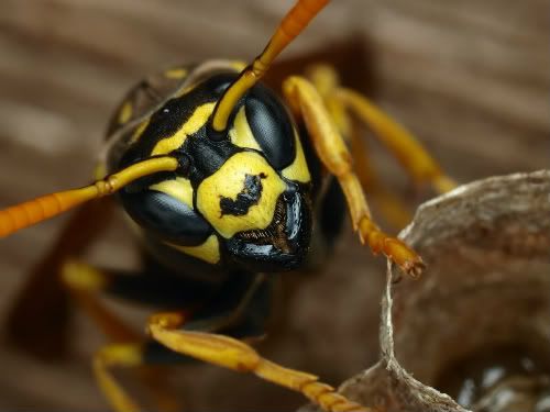 wasp3-1.jpg