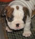 puppy.jpg puppy image by JezzieE