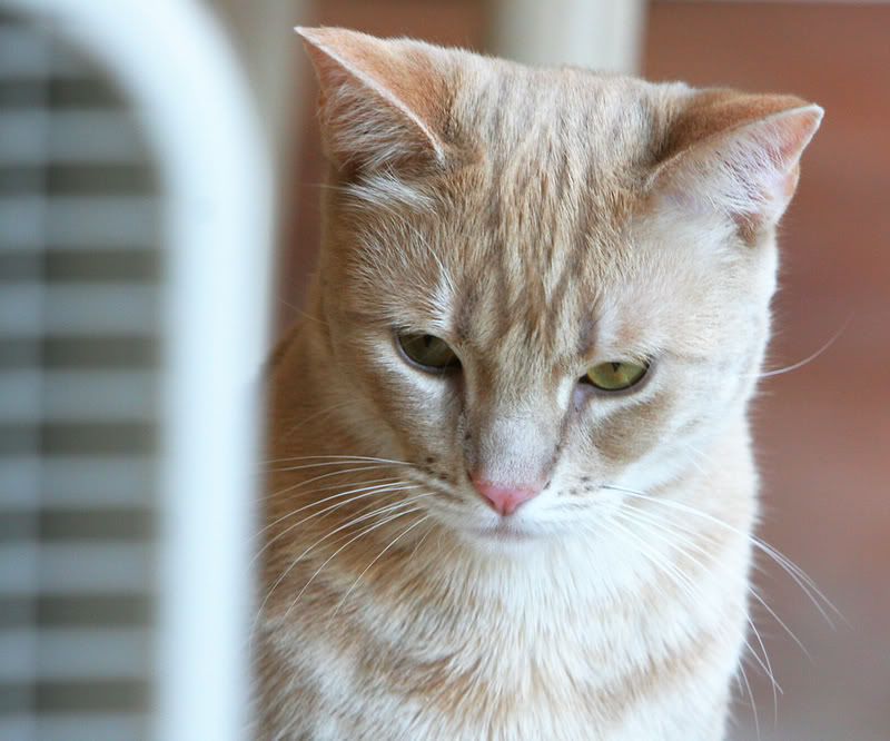 IMAGE: http://i89.photobucket.com/albums/k206/downhillnews/ELVIS.jpg