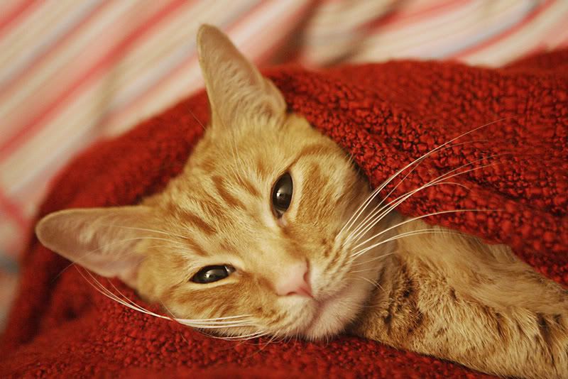 IMAGE: http://i89.photobucket.com/albums/k206/downhillnews/SCOTRAINSM.jpg