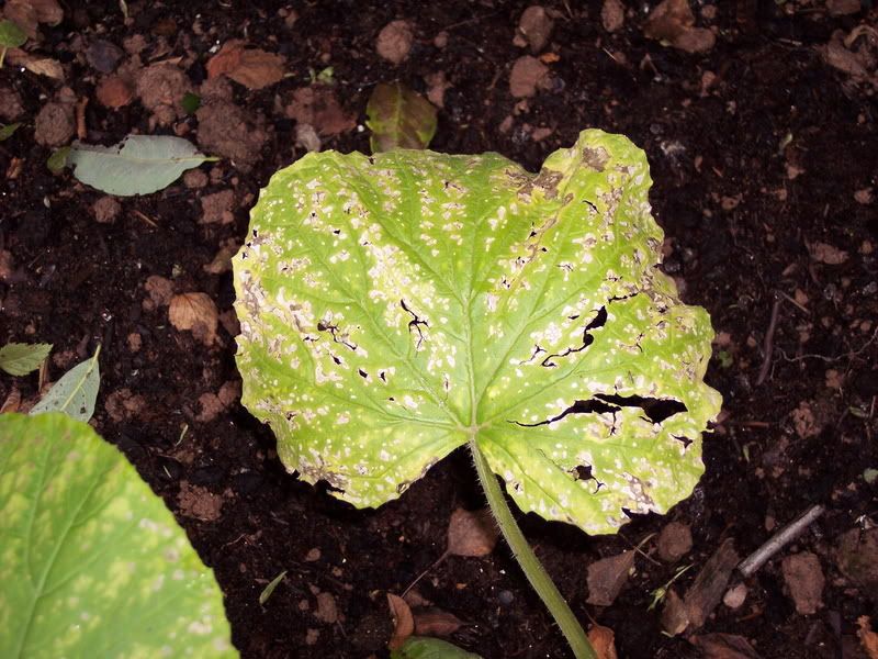 Pumpkin leaves can anyone help?