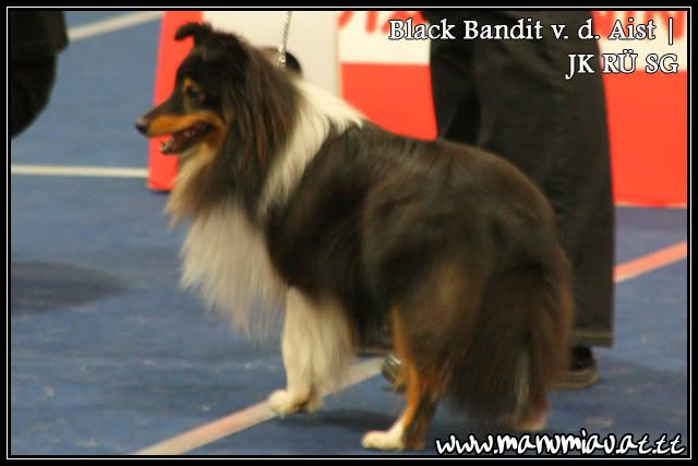 bandit-1.jpg