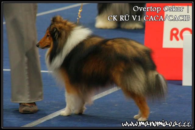 oskar-2.jpg