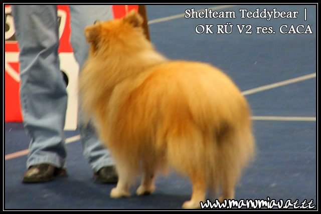 teddy-1.jpg