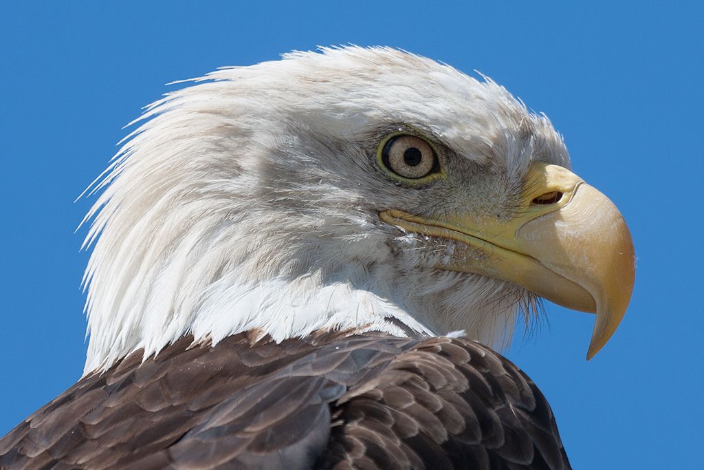 Eagle_closeup.jpg