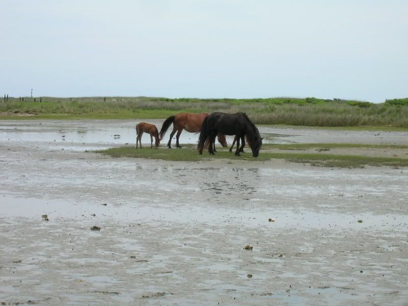 Horse.jpg