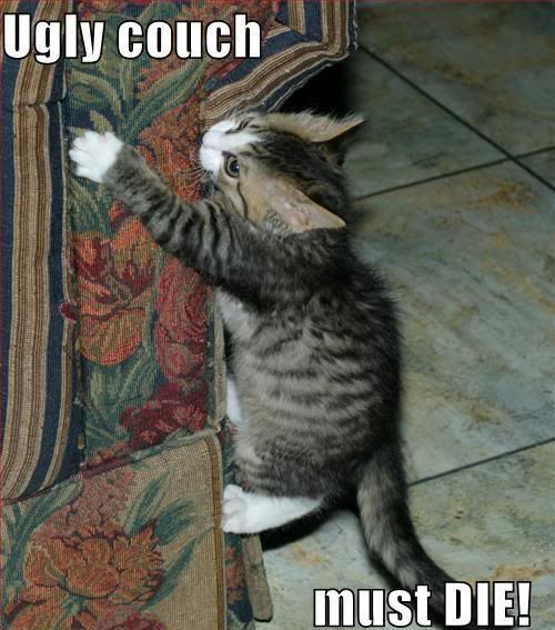 cat couch Pictures, Images and Photos