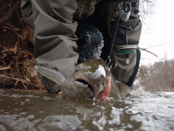 Releasing a nice ontario steelhead