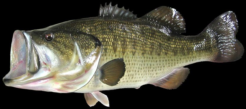 largemouth_bass_repro_zpsbx58mepn.jpg
