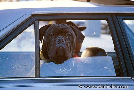 dog-car-window-big.jpg