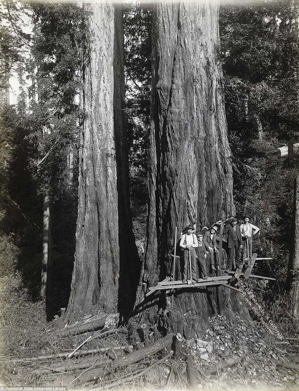 largetrees6.jpg