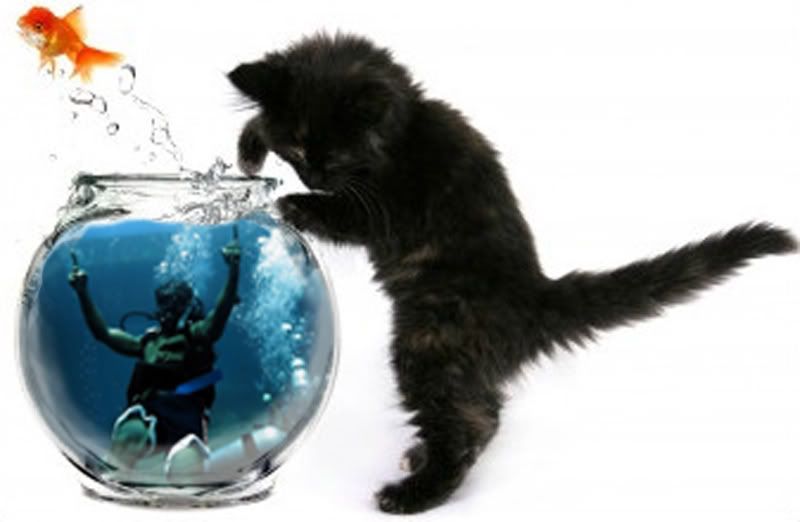 cat in fish bowl