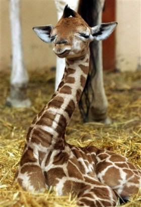 baby-giraffe410ok.jpg