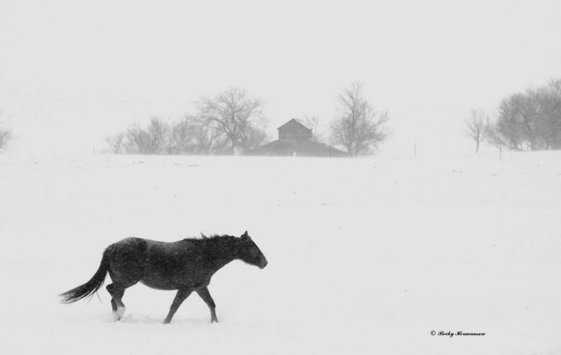 IMAGE: http://i89.photobucket.com/albums/k214/alexR931/horsesnow.jpg