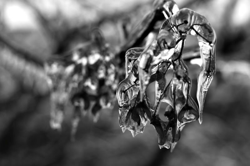 IMAGE: http://i89.photobucket.com/albums/k214/alexR931/iceeditbwrs-1.jpg