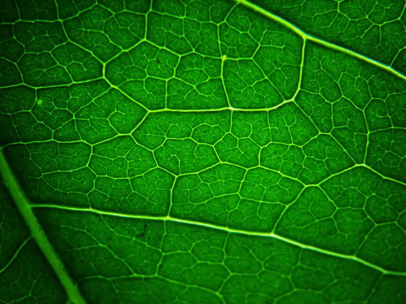 IMAGE: http://i89.photobucket.com/albums/k214/alexR931/leafresized.jpg