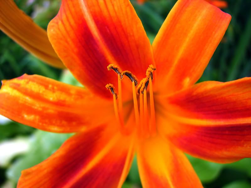 IMAGE: http://i89.photobucket.com/albums/k214/alexR931/nickorange.jpg