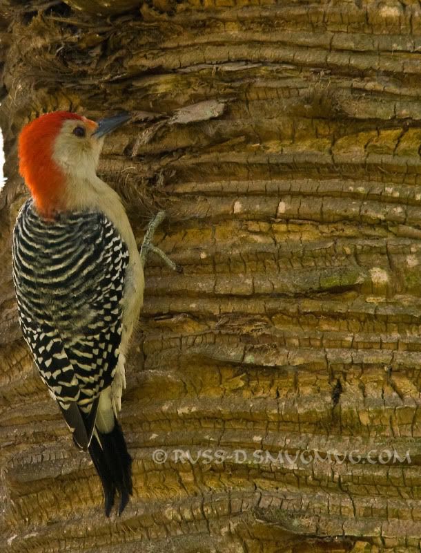 IMAGE: http://i89.photobucket.com/albums/k215/RUSS-D/10%2028%2009%20Viera%20Wetlands/8.jpg