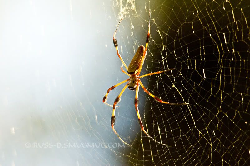 IMAGE: http://i89.photobucket.com/albums/k215/RUSS-D/11%201%2009%20Tampa%20Wildlife%20Park/2.jpg