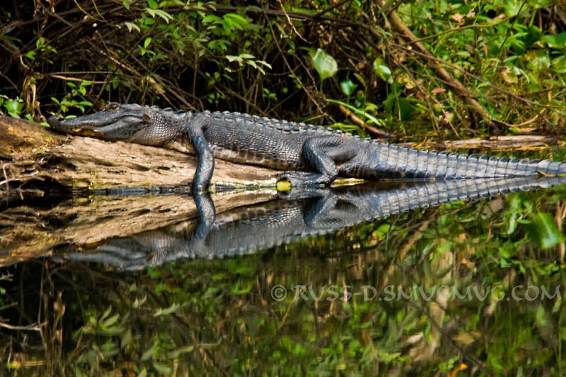 IMAGE: http://i89.photobucket.com/albums/k215/RUSS-D/11%201%2009%20Tampa%20Wildlife%20Park/4.jpg