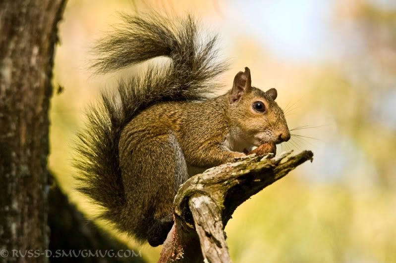 IMAGE: http://i89.photobucket.com/albums/k215/RUSS-D/11%201%2009%20Tampa%20Wildlife%20Park/5.jpg