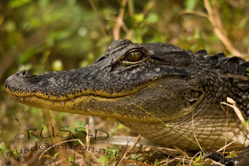 IMAGE: http://i89.photobucket.com/albums/k215/RUSS-D/11%2010%202009%20John%20Chestnut%20Park/8.jpg