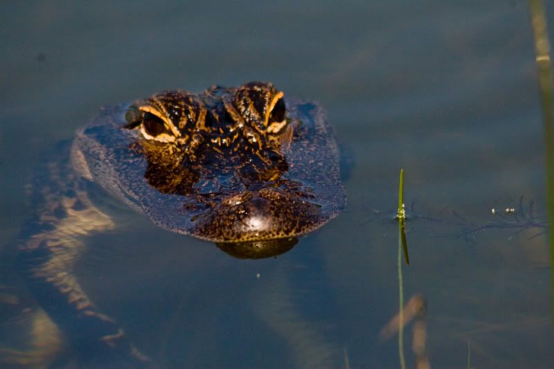 IMAGE: http://i89.photobucket.com/albums/k215/RUSS-D/42409walsingham7.jpg