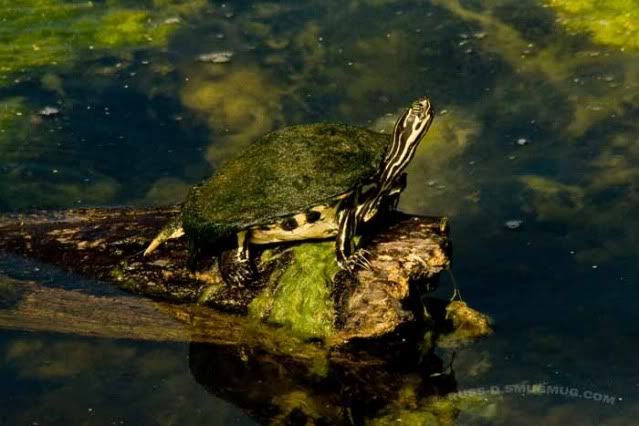 IMAGE: http://i89.photobucket.com/albums/k215/RUSS-D/90e36467.jpg