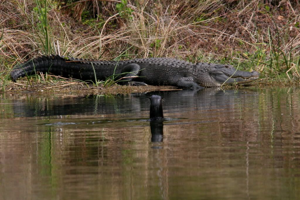 IMAGE: http://i89.photobucket.com/albums/k215/RUSS-D/IMG_2995.jpg