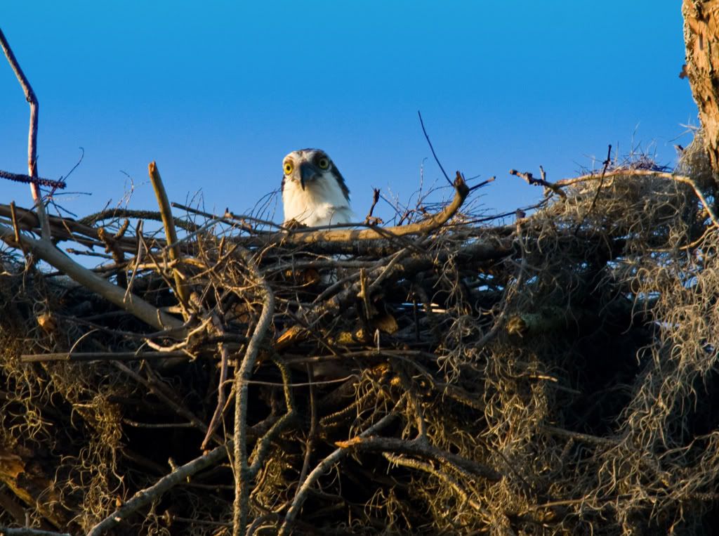 IMAGE: http://i89.photobucket.com/albums/k215/RUSS-D/a2e88d54.jpg