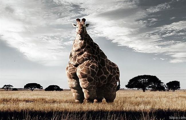 Fat Giraffe Pictures, Images and Photos
