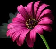 Pink Flower Pictures, Images and Photos