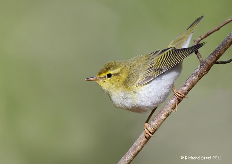 wood warblers