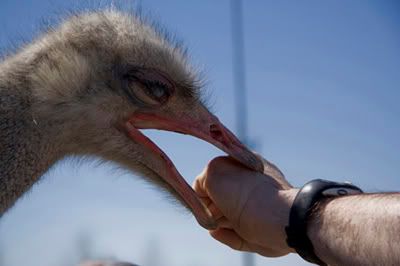 Ostrich festival Ouch