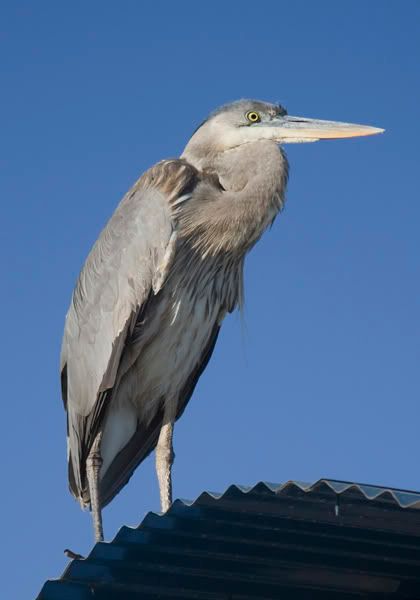 Heron 2