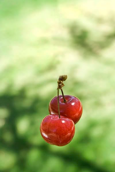 117 Cherry Time