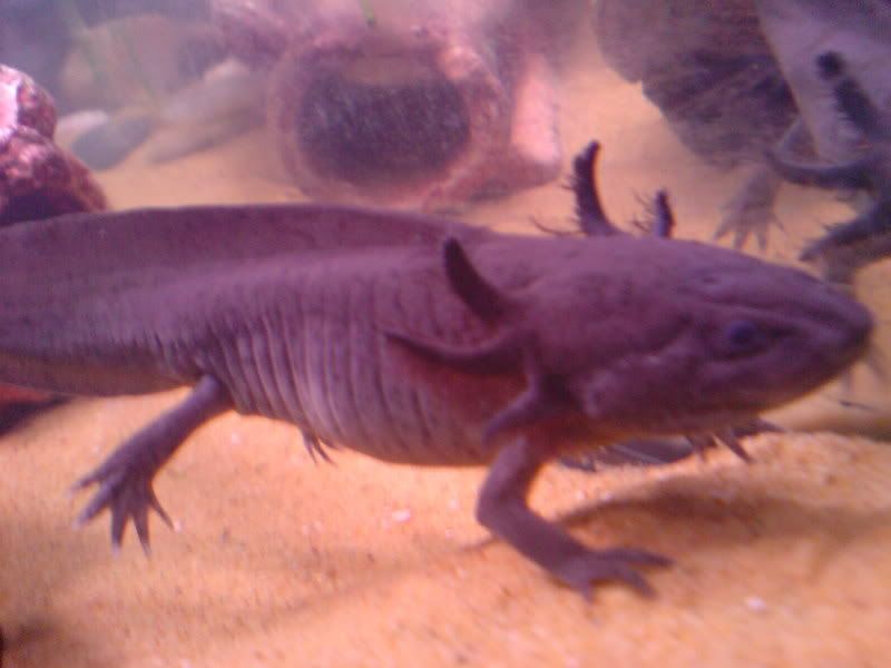 axolotl food and home - Reptile Forums