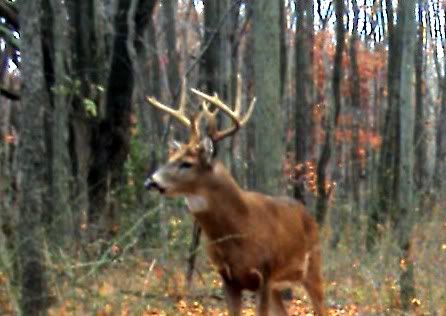 buckatmichaels.jpg?t=1258325202