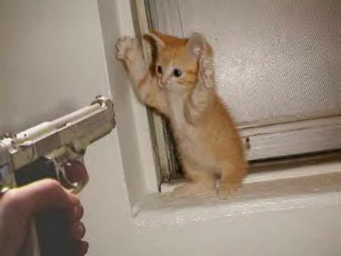 [Image: Kitten-gun.jpg]