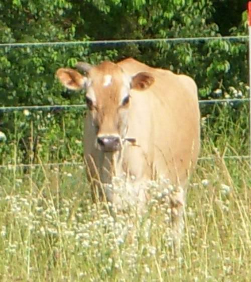 Our new girl! - Cattle