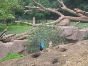 the peacock and the woodchuck