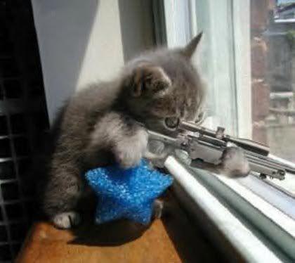 snipercat.jpg