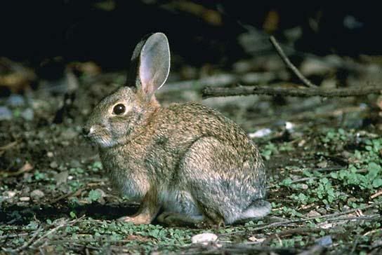 brush-rabbit.jpg