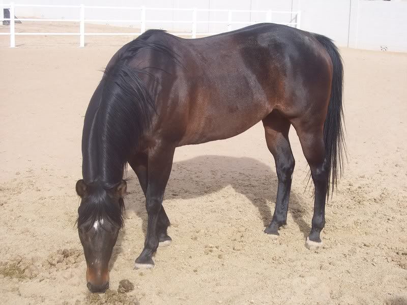 Why do Horses eat their poop? General Horse Talk HorseCity Forums