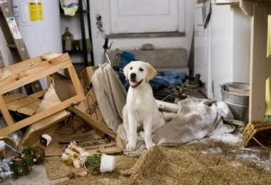 Marley &amp; Me Pictures, Images and Photos