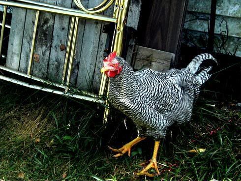 Photobucket Image Hosting